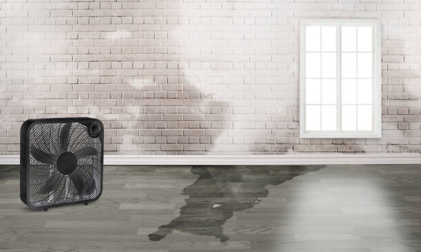 Best Water damage contractors near me  in Urbana, MD